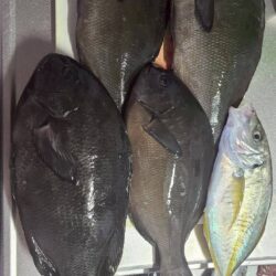 和歌山串本でグレ釣り