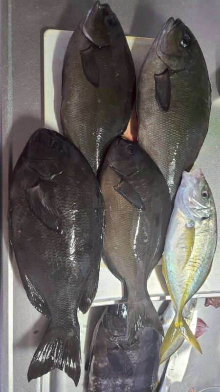 和歌山串本でグレ釣り