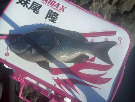 和歌山市江(吉丸渡船)でグレ釣り