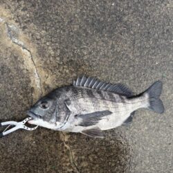 チヌアタリが楽しいです!