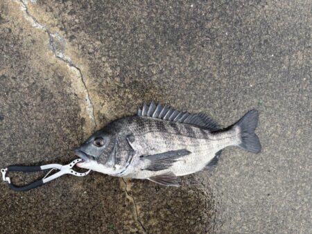 チヌアタリが楽しいです!