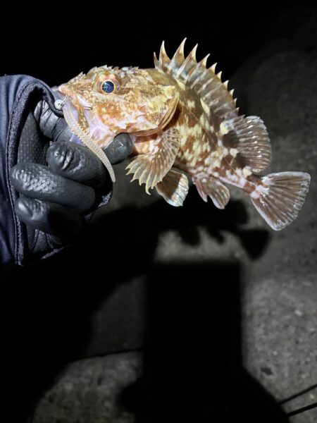 釣り納めナイトアジング