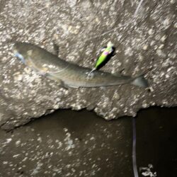 やっと多摩川支流までスズキが入ってきました