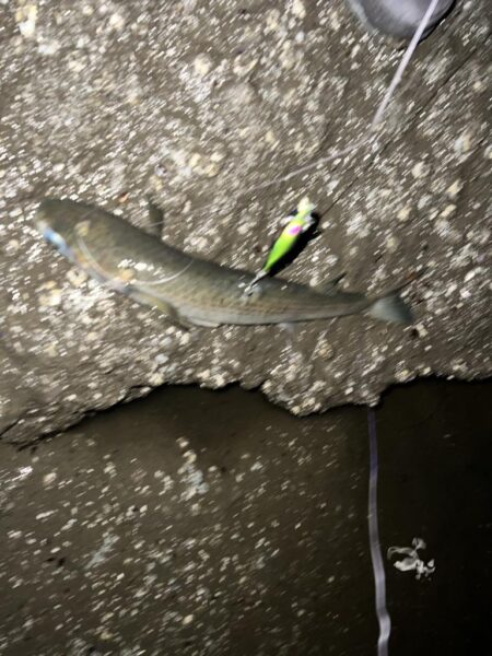 やっと多摩川支流までスズキが入ってきました