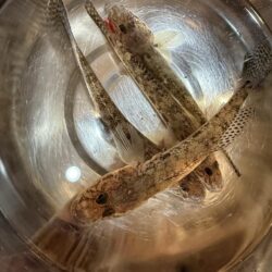 今年70釣行目‼️