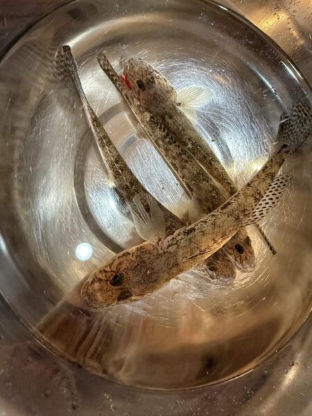 今年70釣行目‼️