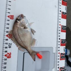 ノマセ不発のシロギスタ