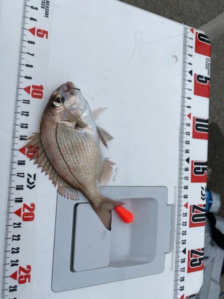 ノマセ不発のシロギスタ