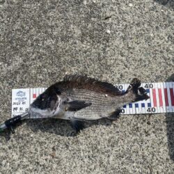 エビ撒きでチヌ