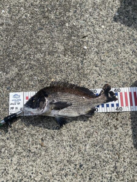 エビ撒きでチヌ