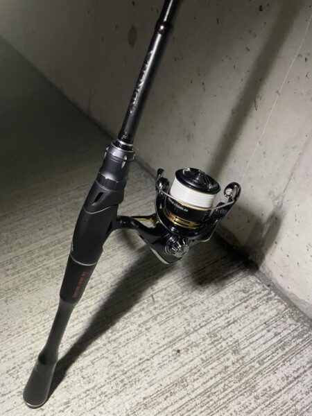 待ちわびたチヌ