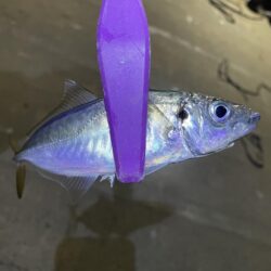 大阪湾奥アジング