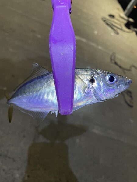 大阪湾奥アジング