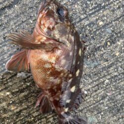 おチヌさんで釣り納🎣