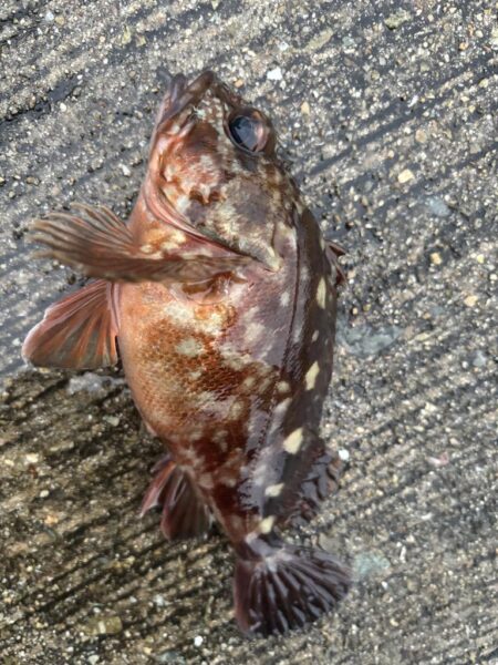 おチヌさんで釣り納🎣