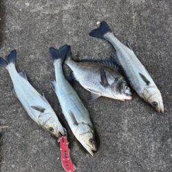 寒波のなかセイゴ３枚釣れました