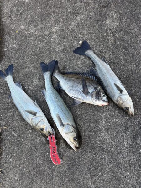 寒波のなかセイゴ３枚釣れました