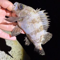 釣り納めアジング‼️