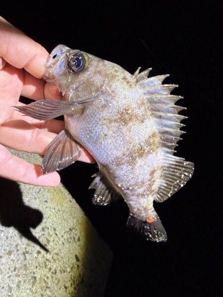 釣り納めアジング‼️