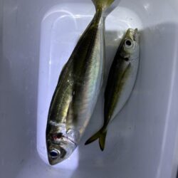 フロートアジング　豆に襲われた