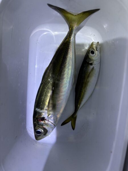 フロートアジング　豆に襲われた