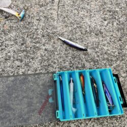 ショアジギングでサバ