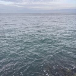 青物シーズン18