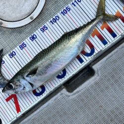 完全タチパターン!