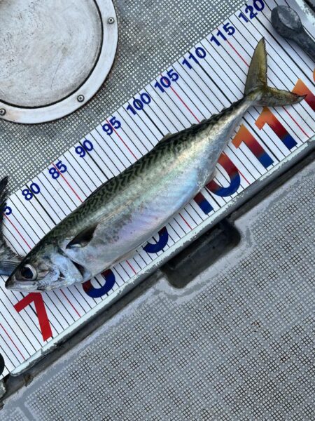 完全タチパターン!