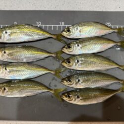 大蔵海岸でアジング