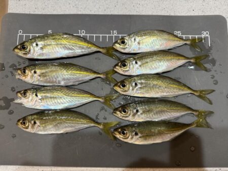 大蔵海岸でアジング