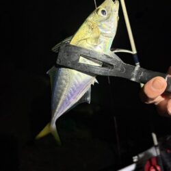 冬アジング釣査