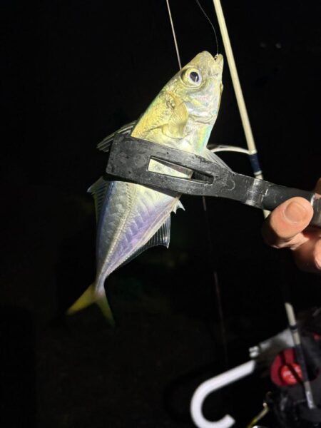 冬アジング釣査