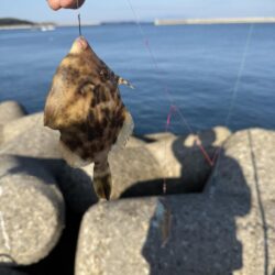 カレイ釣り