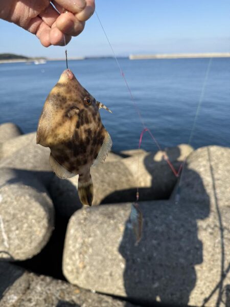 カレイ釣り
