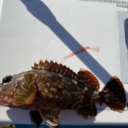 シロギスタ:今シーズンシロギス最終日