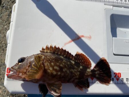 シロギスタ:今シーズンシロギス最終日