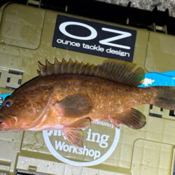 やっぱりこのサイズ楽しい