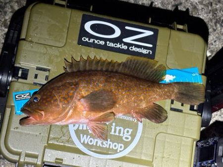 やっぱりこのサイズ楽しい