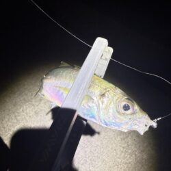 メバル調査からのアジング