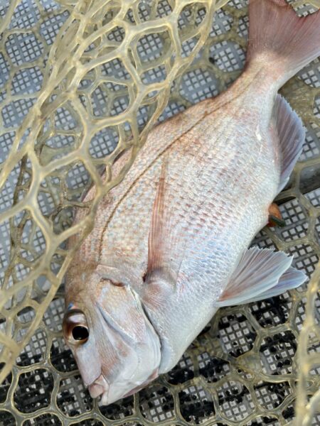 厳しかった釣り納め