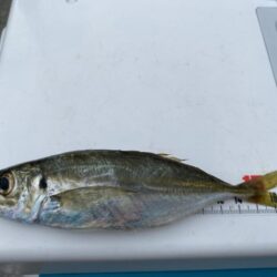 2日連続アコウ40cmオーバーのシロギスタ