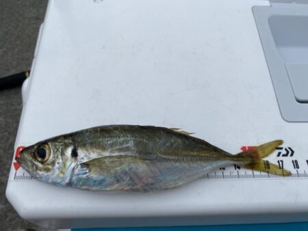 2日連続アコウ40cmオーバーのシロギスタ