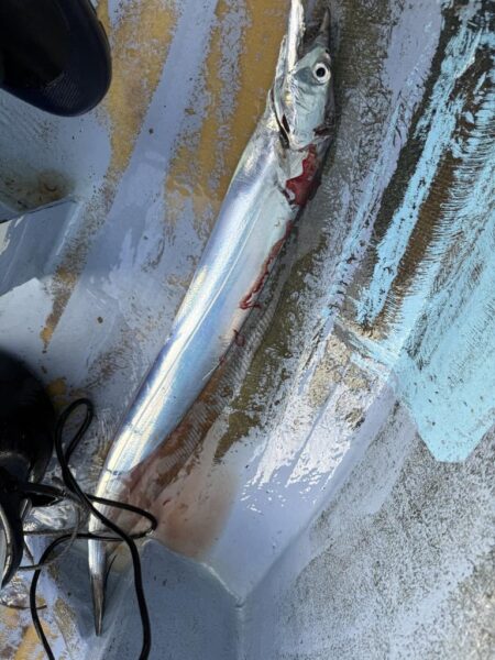 観音崎沖、タチウオジギング