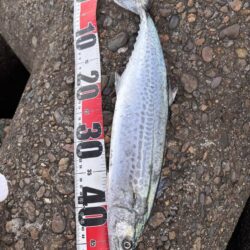 青物シーズン17