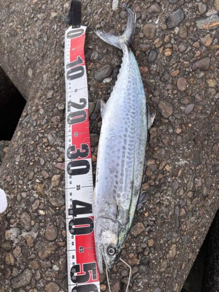 青物シーズン17