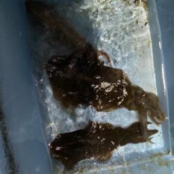 ティップランでイカ三昧