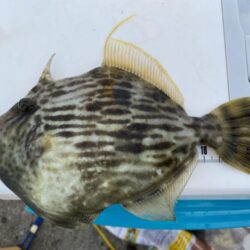 リベンジならずも、連日のカワハギゲット