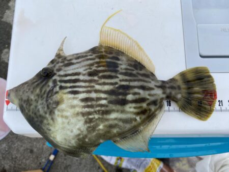 リベンジならずも、連日のカワハギゲット