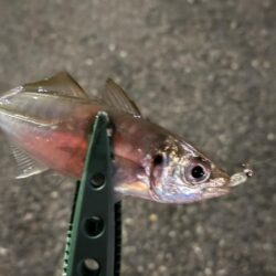 あんまり釣れない